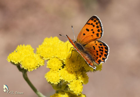 Lycaena asabinus on Achillea biebersteinii  Achillea,Fiery copper,Geotagged,Iran,Lepidoptera,Lycaena,Lycaena asabinus,Lycaenidae,Summer,butterflies,butterflies of Iran,insects