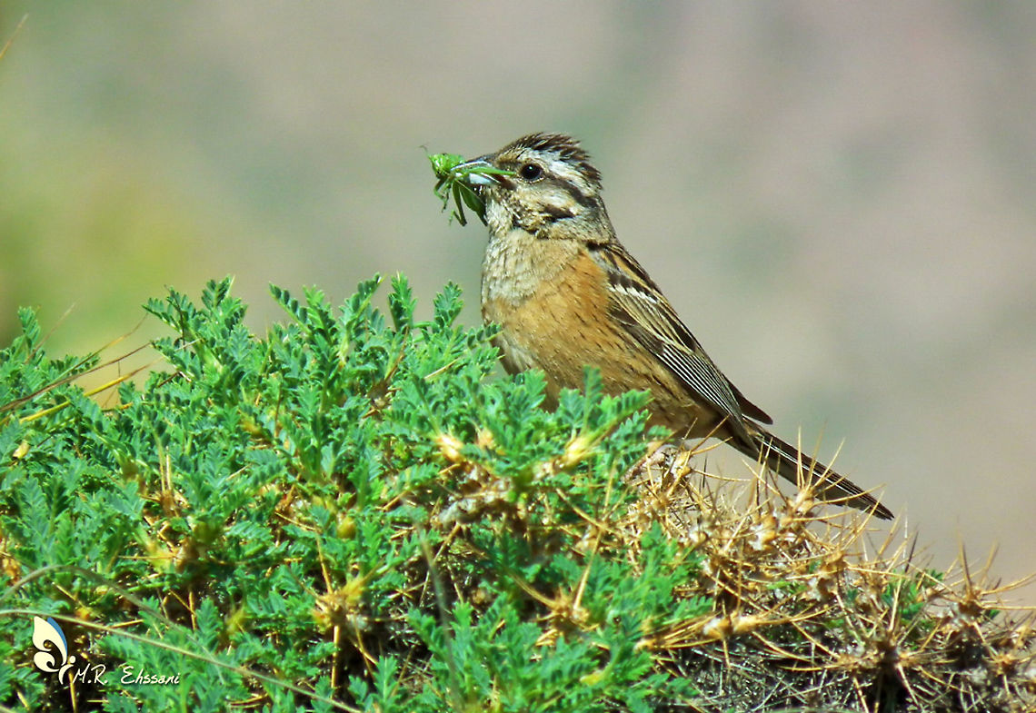 Rock bunting  Emberiza,Emberiza cia,Geotagged,Iran,Rock bunting,Spring,birds,bunting,iran