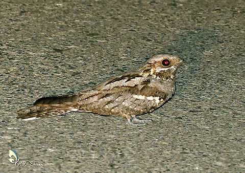 European nightjar  Caprimulgus europaeus,European nightjar,Geotagged,Iran,Summer,birds,iran,nightjar,nocturnal