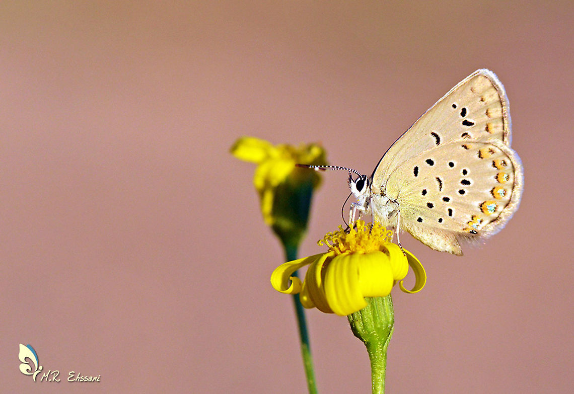 Plebejus christophi  Geotagged,Iran,Plebejus,Plebejus christophi,Small jewel blue,Spring,butterflies,butterflies of Iran,insects,lepidoptera,lycaenidae