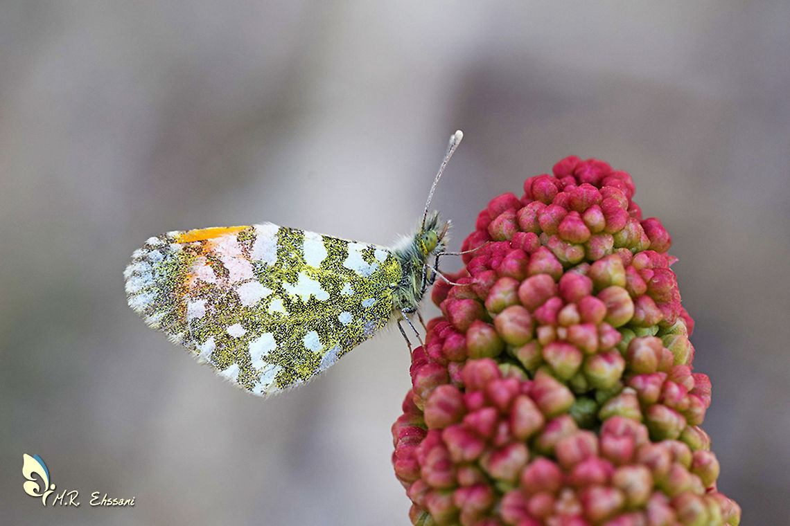 Anthocharis gruneri  Anthocharis,Anthocharis gruneri,Geotagged,Gr&uuml;ners orange tip,Iran,Pieridae,Spring,butterflies,butterflies of iran,insects,iran,lepidoptera,orange tip
