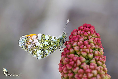 Anthocharis gruneri  Anthocharis,Anthocharis gruneri,Geotagged,Grüners orange tip,Iran,Pieridae,Spring,butterflies,butterflies of iran,insects,iran,lepidoptera,orange tip