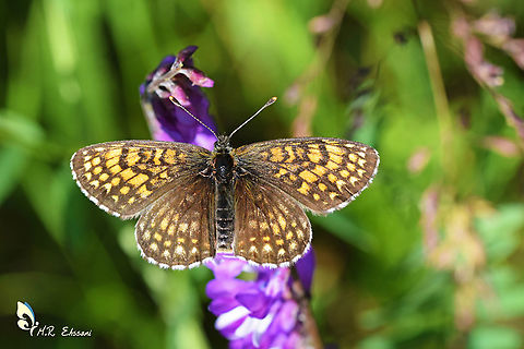 Melitaea caucasogenita Very rare in Iran with limited localities Geotagged,Iran,Lepidoptera,Melitaea,Melitaea caucasogenita,Spring,butterflies of Iran,insects,iran,nymphalidae