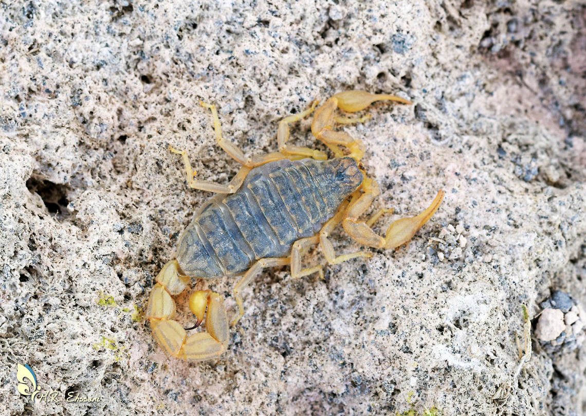 Mesobuthus eupeus  Geotagged,Iran,Mesobuthus,Mesobuthus eupeus,Summer,scorpion