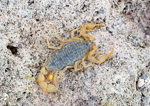 Mesobuthus eupeus  Geotagged,Iran,Mesobuthus,Mesobuthus eupeus,Summer,scorpion