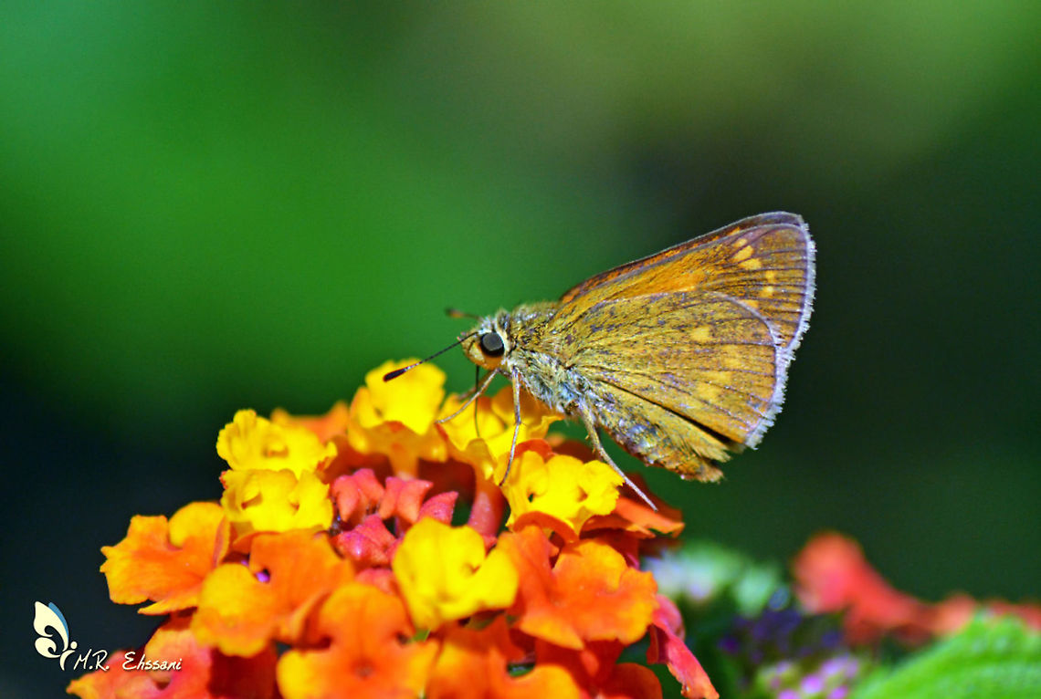 Ochlodes hyrcana on Vervain flower  Fall,Geotagged,Hesperiidae,Iran,Ochlodes,Ochlodes hyrcana,butterflies,insects,lepidoptera