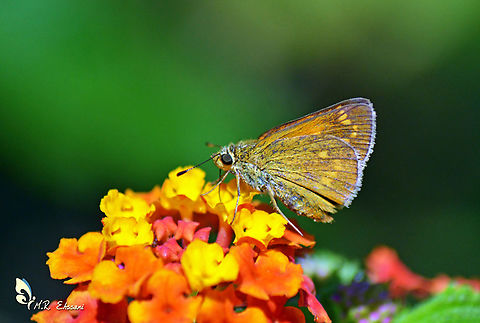 Ochlodes hyrcana on Vervain flower  Fall,Geotagged,Hesperiidae,Iran,Ochlodes,Ochlodes hyrcana,butterflies,insects,lepidoptera