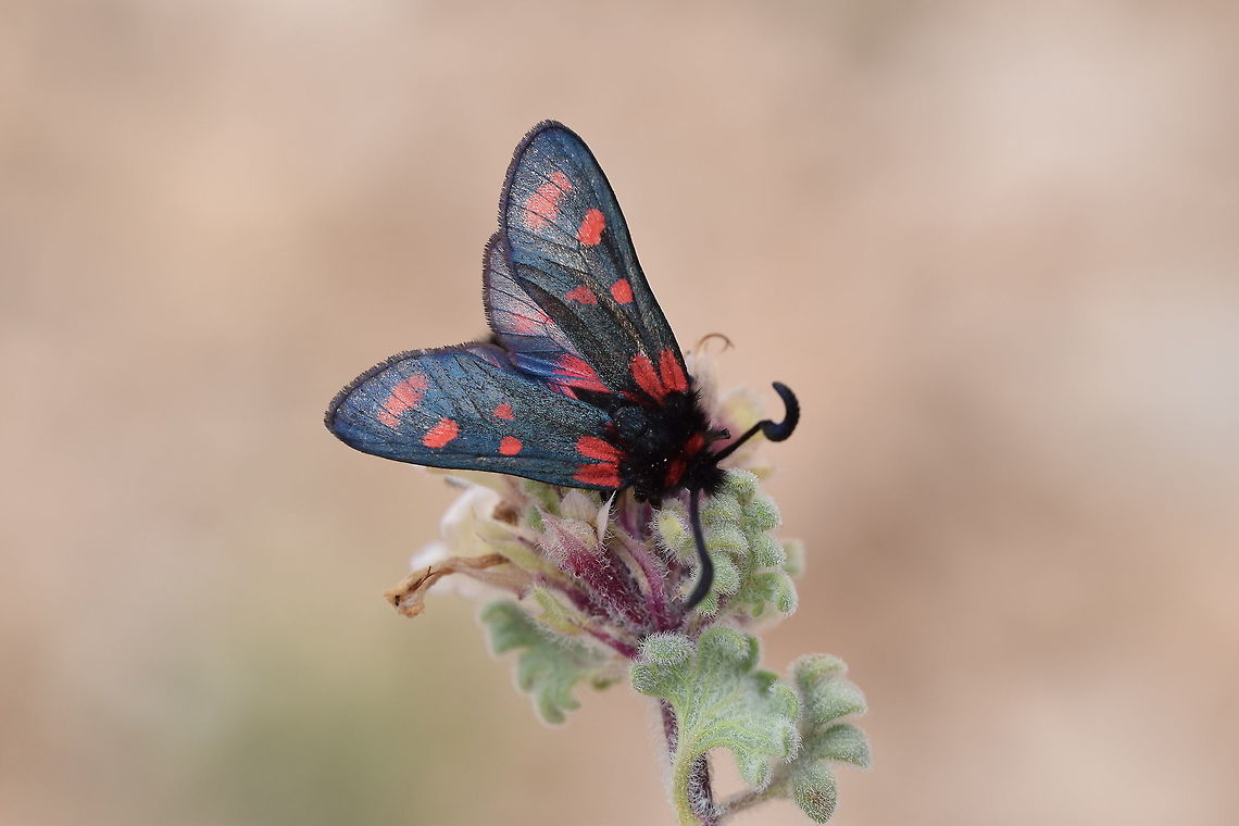 Zygaena speciosa One of beautiful moth species of Zygaena genus endemic to Central Alborz Mountains of Iran , living in high altitude mountains slops , 4000 m range Geotagged,Insects,Iran,Moth Week 2021,Summer,Zygaena,Zygaena speciosa,alborz,insecta,iranian,lepidoptera,moth,moths