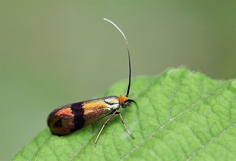 Nemophora fasciella Tiny metallic moth in family Adelidae , found in Northwestern Iran Adelidae,Geotagged,Iran,Lepidoptera,Moth Week 2021,Nemophora fasciella,Spring,insecta,insects,iran,iranian,moth,moths