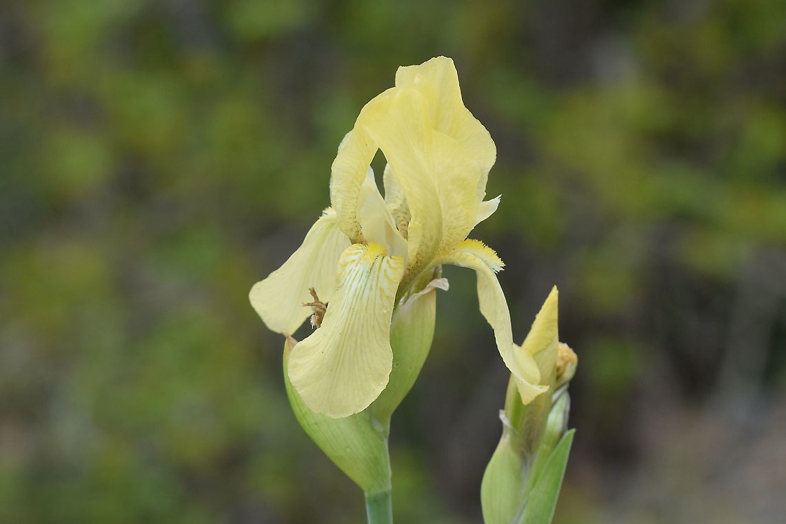 Iris imbricata Beautiful species of Iris found in NW Iran, habitat linked to Caucasus mountains Geotagged,Iran,Iridaceae,Iris imbricata,Spring,flora,iranian,iris