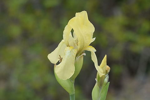 Iris imbricata Beautiful species of Iris found in NW Iran, habitat linked to Caucasus mountains Geotagged,Iran,Iridaceae,Iris imbricata,Spring,flora,iranian,iris