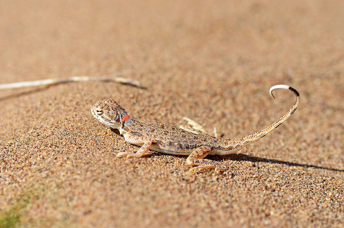 Phrynocephalus ornatus - Striped Toad Agama  Phrynocephalus,Phrynocephalus ornatus,Toad Agama,desert,iran,lizard,reptiles,wildlife