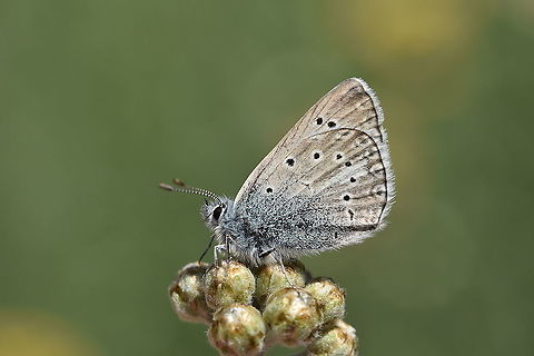 Polyommatus aedon Rare and fast flying species of Lycaenidae butterflies , found in alpine habitat ranging from 2000 to 3800 m abs , capture in Alborz mountains of Iran. Geotagged,Iran,Iranian,Polyommatus aedon,Summer,butterflies,butterflies of Iran,lepidoptera,polyommatus