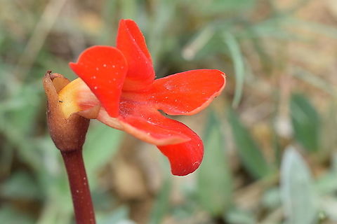 Phelypaea coccinea A plant in family Orobanchaceae , it grows in the sub alpine zones up to 2,000 meters in near eastern countries like Iran, the Crimea and the Caucasus which are the only places from which it is known Phelypaea,Phelypaea coccinea,orobanchaceae
