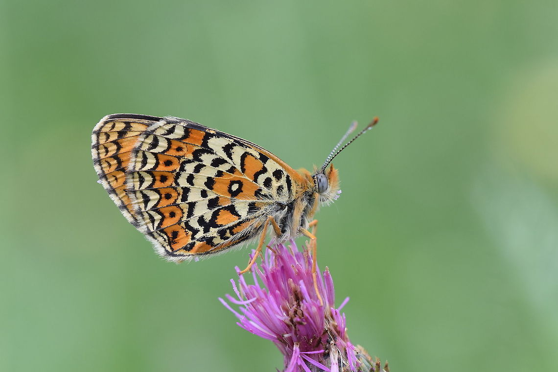 Melitaea arduinna, Freyer's fritillary  Freyer's fritillary,Geotagged,Iran,Lepidoptera,Melitaea,Melitaea arduinna,Spring,butterflies,butterflies of Iran,fritillary,insects