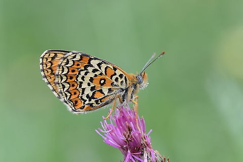 Melitaea arduinna, Freyer's fritillary  Freyer's fritillary,Geotagged,Iran,Lepidoptera,Melitaea,Melitaea arduinna,Spring,butterflies,butterflies of Iran,fritillary,insects