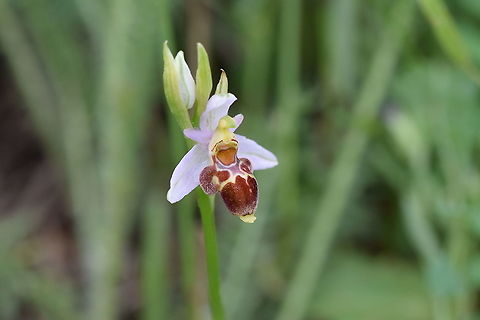 Ophrys scolopax Found in Northwest Iran , Arasbaran National Park Geotagged,Iran,Ophrys,Ophrys scolopax,Spring,Woodcock bee-orchid,iran