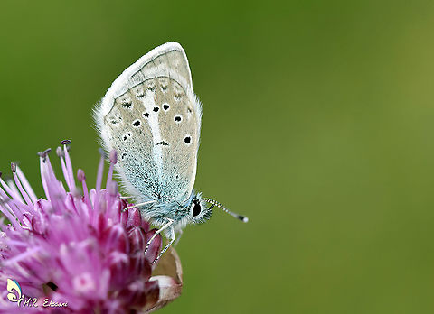 Polyommatus dizinensis An endemic species in family Lycaenidae found in Central Alborz mountain range of Iran , from 2700 to 3800 m Alborz,Geotagged,Iran,Lepidoptera,Lycaenidae,Polyommatus,Polyommatus dizinensis,Summer,butterflies,butterflies of Iran,endemic