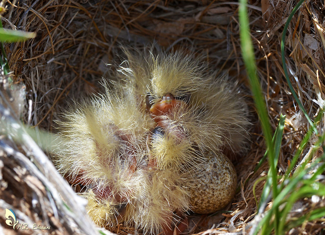 Eurasian skylark nest and chickens  Alauda arvensis,Egg,Eurasian skylark,Geotagged,Iran,Summer,alauda,birds,chickens,larks,nest,sky lark