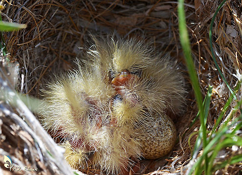 Eurasian skylark nest and chickens  Alauda arvensis,Egg,Eurasian skylark,Geotagged,Iran,Summer,alauda,birds,chickens,larks,nest,sky lark