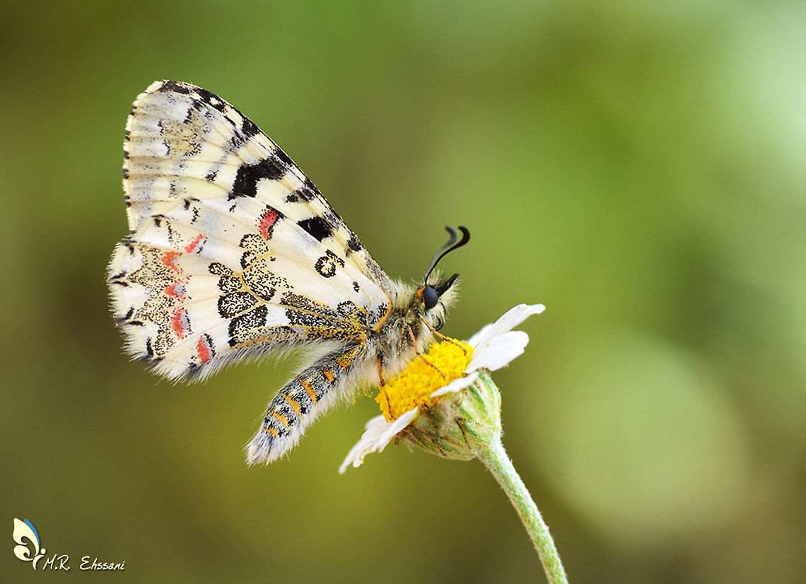 Allancastria lourisitana An endemic butterfly found in western Iran and Zagros mountains Allancastria,Allancastria lourisitana,Geotagged,Iran,Iranian,Papilionidae,Parnassiinae,Zerynthia,butterflies,butterflies of Iran,butterfly,endemic,insecta,insects