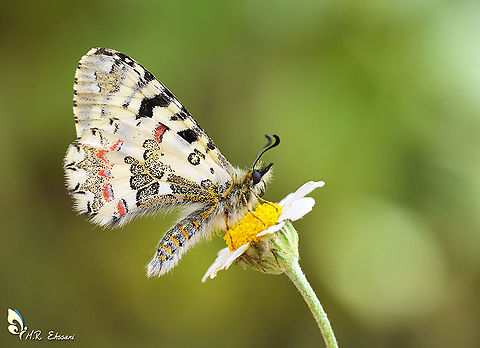 Allancastria lourisitana An endemic butterfly found in western Iran and Zagros mountains Allancastria,Allancastria lourisitana,Geotagged,Iran,Iranian,Papilionidae,Parnassiinae,Zerynthia,butterflies,butterflies of Iran,butterfly,endemic,insecta,insects