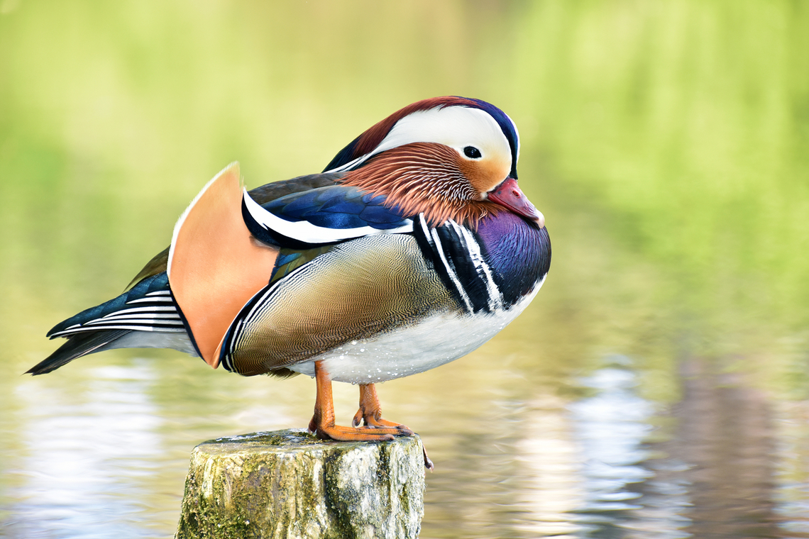 Mandarin duck - Male  Aix galericulata,Ducks,Geotagged,Germany,Mandarin duck,Spring,birds
