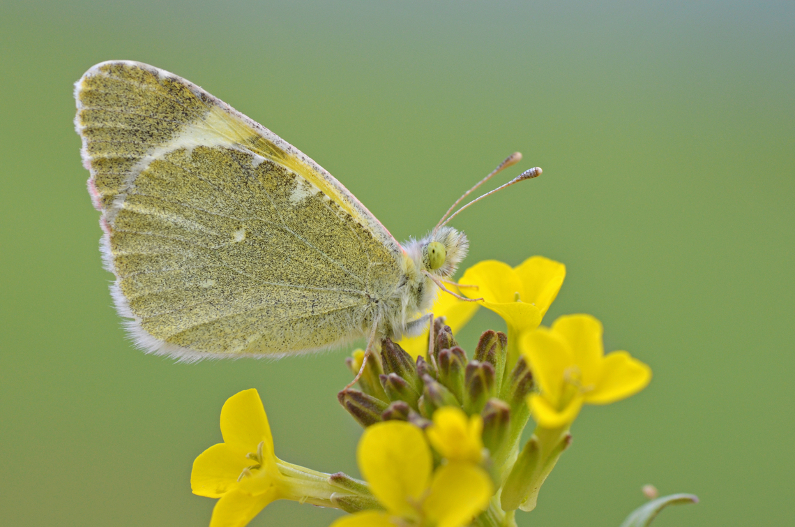 Euchloe penia  Eastern greenish black-tip,Euchloe penia,Geotagged,Iran,Lepidoptera,Pieridae,Spring,butterflies of Iran,euchloe,insecta,iran,penia