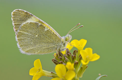 Euchloe penia  Eastern greenish black-tip,Euchloe penia,Geotagged,Iran,Lepidoptera,Pieridae,Spring,butterflies of Iran,euchloe,insecta,iran,penia