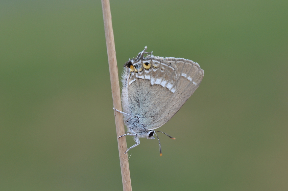 Satyrium abdominalis  Geotagged,Gerhards black hairstreak,Iran,Lepidoptera,Lycaenidae,Satyrium,Satyrium abdominalis,Spring,abdominalis,butterflies,butterflies of Iran,iran