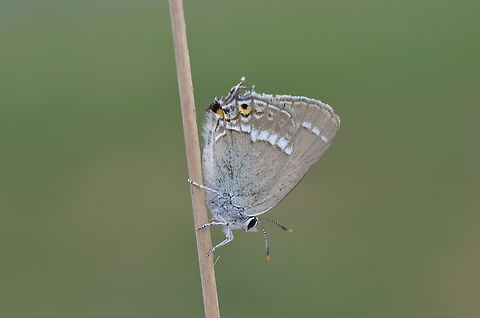 Satyrium abdominalis  Geotagged,Gerhards black hairstreak,Iran,Lepidoptera,Lycaenidae,Satyrium,Satyrium abdominalis,Spring,abdominalis,butterflies,butterflies of Iran,iran