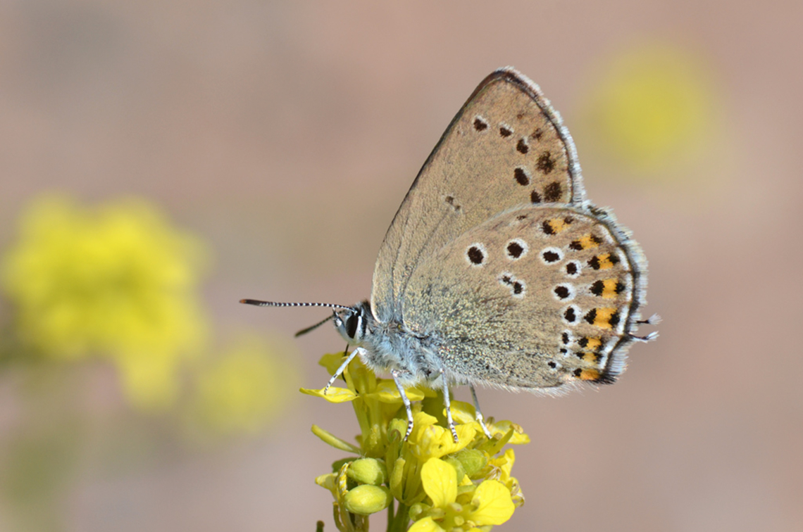 Satyrium hyrcanicum  Geotagged,Hyrcanian hairstreak,Iran,Lepidoptera,Lycaenidae,Satyrium,Satyrium hyrcanicum,Spring,butterflies,butterflies of Iran,hyrcanicum