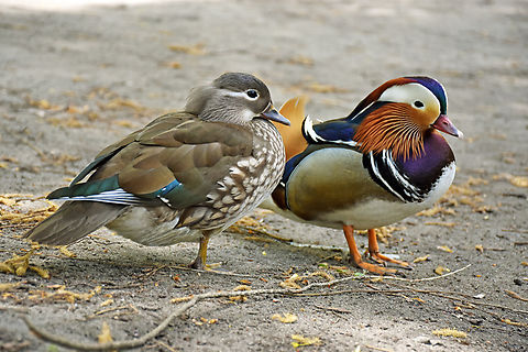 Mandarin Ducks - male and female  Aix galericulata,Geotagged,Germany,Mandarin duck,Spring