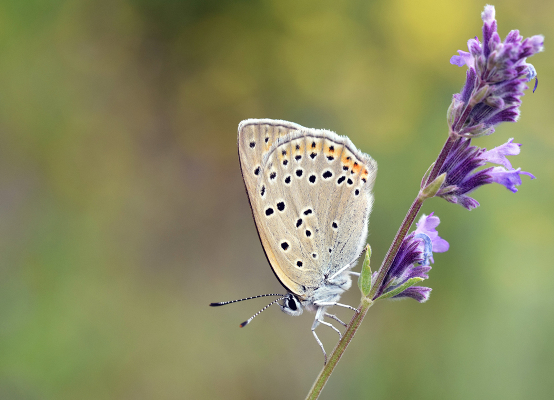 Lycaena candens  Balkan Copper,Geotagged,Iran,Lycaena candens,Summer