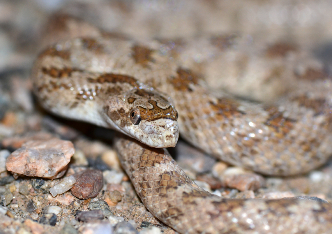 Lytorhynchus ridgewayi -Derafshi Snake Lytorhynchus ridgewayi a rare snake species in family Colubridae found in eastern Iran and Turkmenistan, S Uzbekistan, W Afghanistan, SW Pakistan. Living in Shrubland, Rocky areas (eg. inland cliffs, mountain peaks), Desert<br />
 Colubridae,Derafshi,Derafshi Snake,Iran,Lytorhynchus,Lytorhynchus ridgewayi,Reptiles,ridgewayi,snake
