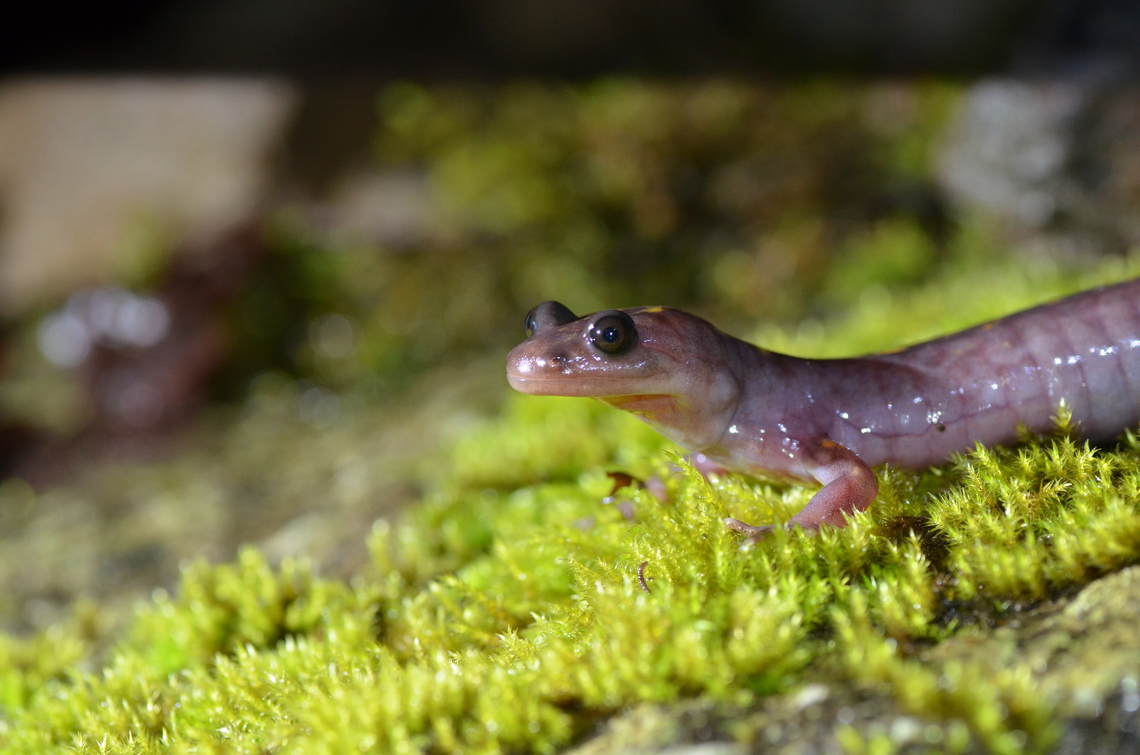 Paradactylodon persicus  Paradactylodon persicus,Persian brook salamander