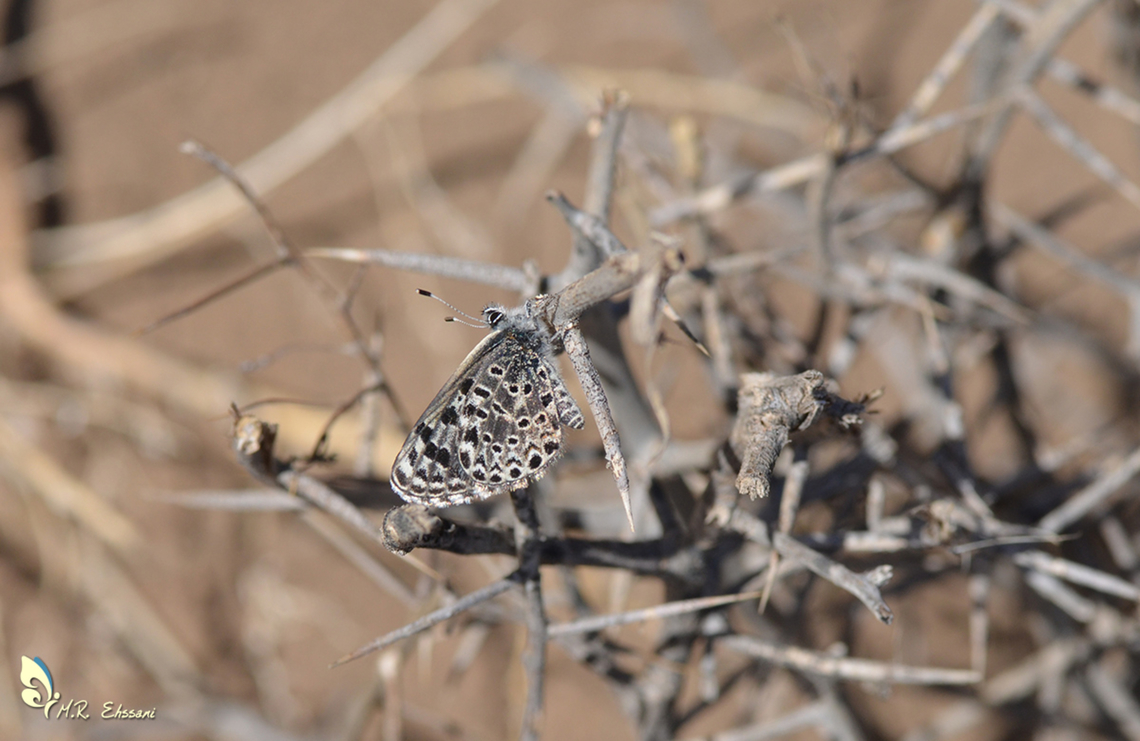 Praephilotes anthracias An extremely rare butterfly in Iran Insecta,Lycaenidae,Praephilotes anthracias,butterflies,butterflies of Iran