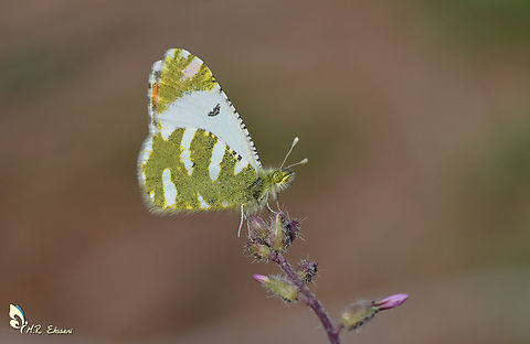 Zegris pyrothoe Extremely rare butterfly in Iran Lepidoptera,Pieridae,Zegris,Zegris pyrothoe,butterflies,butterflies of Iran,insecta