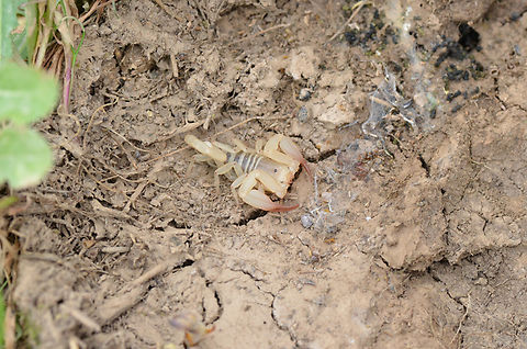 Hemiscorpius lepturus  Hemiscorpius,Hemiscorpius lepturus,Iran,Scorpion