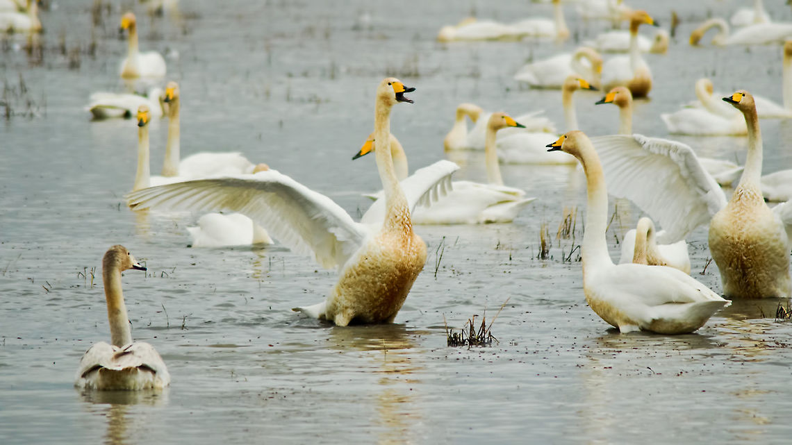 The whooper swan , Cygnus cygnus  Cygnus,Cygnus cygnus,Geotagged,Iran,Swan,Whooper swan,birds,herd,wetland