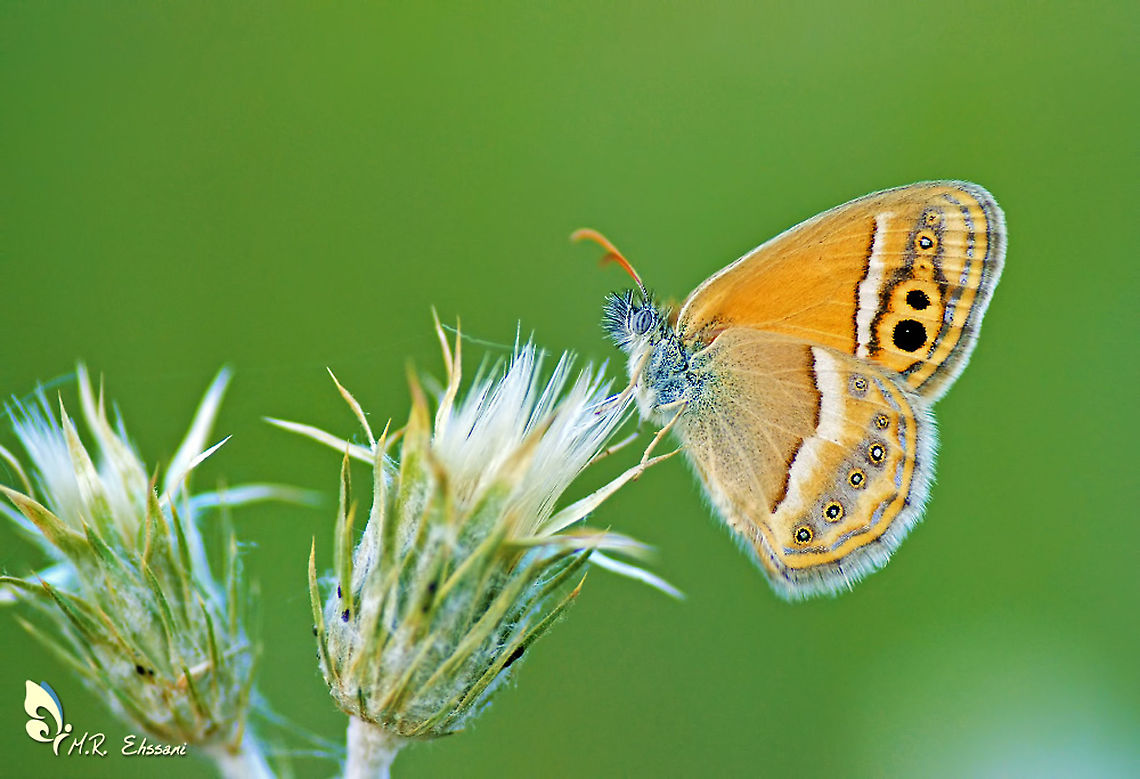 Coenonympha saadi ,  the Saadi heath butterfly  Butterfly,Coenonympha,Coenonympha saadi,Geotagged,Iran,Lepidoptera,Saadi heath,butterflies of Iran,heath,insects,saadi