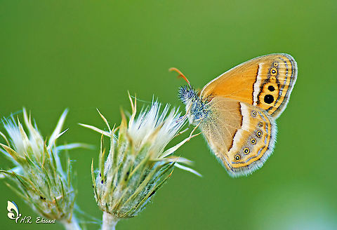 Coenonympha saadi ,  the Saadi heath butterfly  Butterfly,Coenonympha,Coenonympha saadi,Geotagged,Iran,Lepidoptera,Saadi heath,butterflies of Iran,heath,insects,saadi