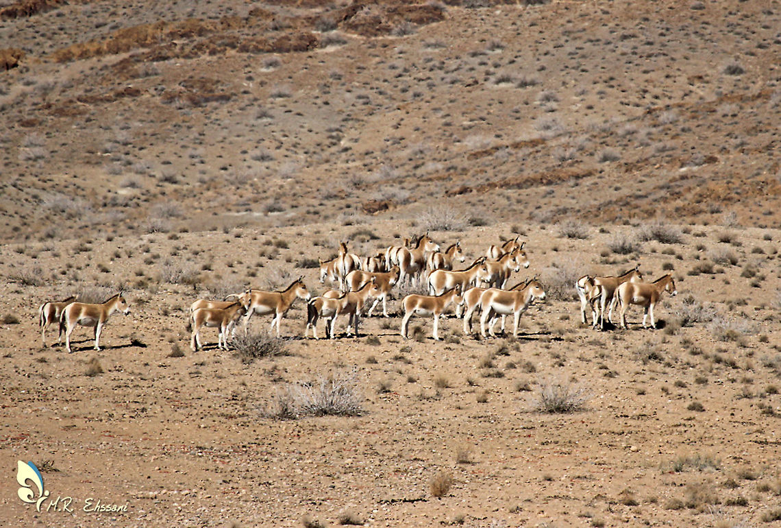 Herd of Persian onager , Equus hemionus onager The Persian onager (Equus hemionus onager), also called the Persian wild ass or Persian zebra, is a subspecies of onager (Asiatic wild ass) native to Iran. It is listed as Endangered Equus hemionus onager,Geotagged,Iran,Mammals,Persian,Persian onager,Persian wild ass,asiatic,mamalia,onager
