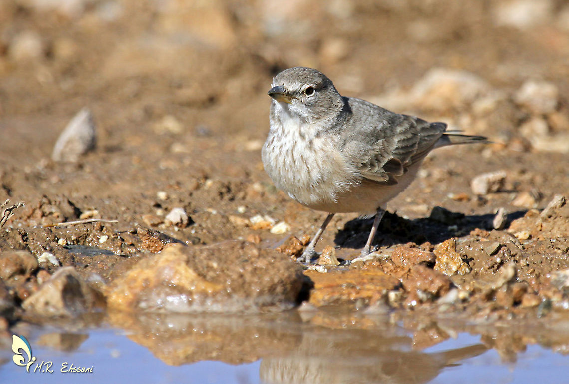 Desert Lark , Ammomanes deserti The desert lark breeds in deserts and semi-deserts from Morocco to western India. Medium-sized lark of arid zones. Pale sandy overall with a strong yellowish-based bill and faint breast streaking Ammomanes,Ammomanes deserti,Desert lark,Geotagged,Iran,Passerines,bird,birds,desert,lark,larks