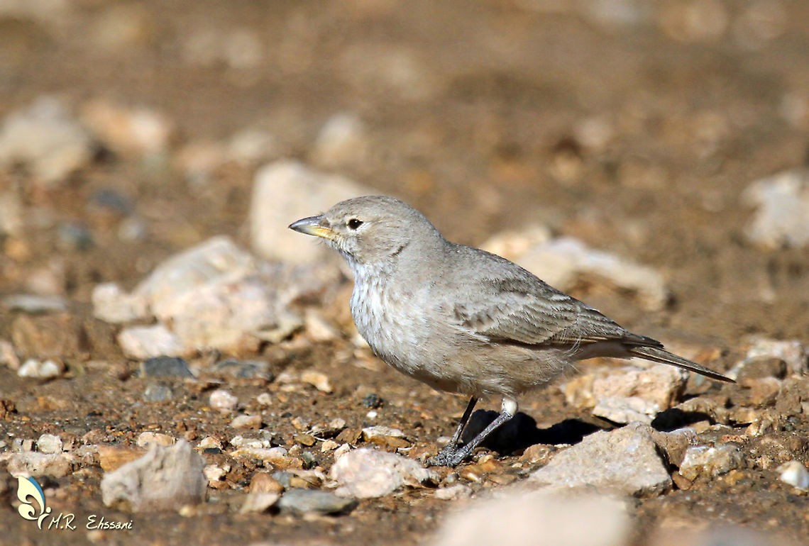 Desert Lark , Ammomanes deserti The desert lark breeds in deserts and semi-deserts from Morocco to western India. Medium-sized lark of arid zones. Pale sandy overall with a strong yellowish-based bill and faint breast streaking Ammomanes,Ammomanes deserti,Desert lark,Geotagged,Iran,Passerines,bird,birds,desert,lark,larks