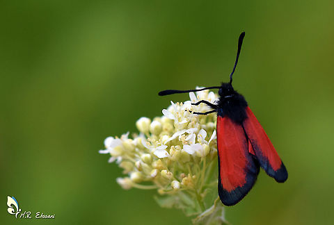 Zygaena pseudorubicundus  Geotagged,Iran,Lepidoptera,Zygaena pseudorubicundus,burnet moth,diurnal,moth,moths,purpuralis,zygaena