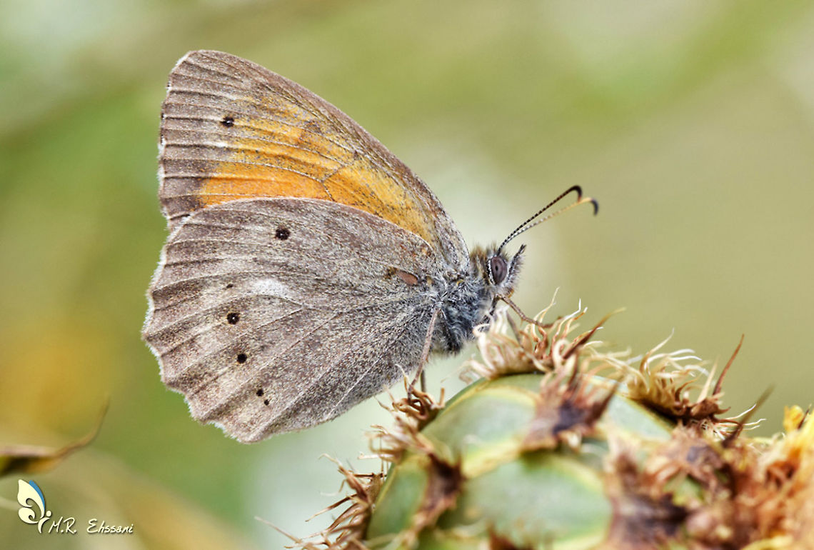Kirinia climene , the Iranian Argus butterfly Kirinia climene, the Iranian Argus, is a butterfly of the family Nymphalidae. It is distributed in Bulgaria, Romania, Yugoslavia, Macedonia, Turkey, Caucasus, Transcaucasia, Syria, Iraq, Iran and southern Russia Esperarge climene,Geotagged,Iran,Kirinia climene,argus,butterflies,butterflies of Iran,butterfly,climene,iran,iranian,lepidoptera,nymphalidae