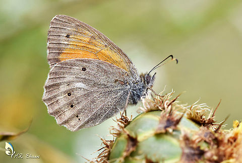 Lesser Lattice Brown