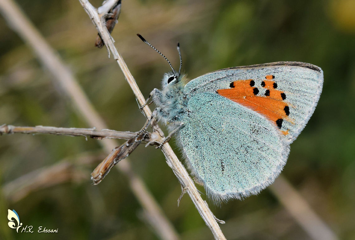 Tomares romanovi , Romanoff's hairstreak butterfly Tomares romanovi, or Romanoff&#039;s hairstreak, is a butterfly of the family Lycaenidae. It is found in Armenia, Azerbaijan, Georgia, eastern Turkey, northern Iran, and Kopet Dagh mountains Geotagged,Insecta,Iran,Lycaenidae,Romanoffs hairstreak,Tomares,Tomares romanovi,butterflies,butterflies of Iran,butterfly,hairstreak,insect,lepidoptera