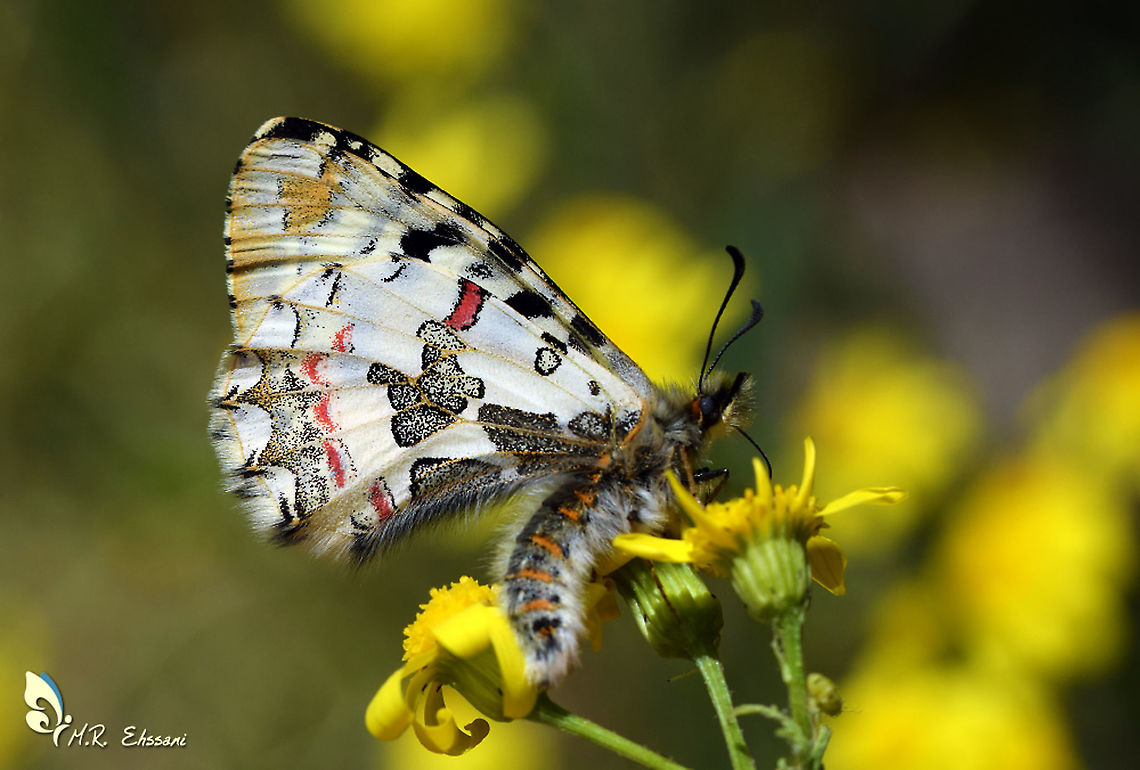 Allancastria (Zerynthia) lourisitana Allancastria lourisitana is a butterfly belonging to the family Papilionidae. It is found only in western Iran and Zagors mountains. Allancastria,Allancastria lourisitana,Geotagged,Iran,Iranian,Papilionidae,Parnassiinae,Zerynthia,butterflies,butterflies of Iran,butterfly,endemic,insecta,insects